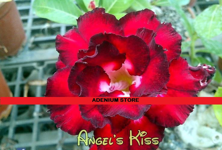 New Adenium Obesum \'Angels Kiss\' 5 Seeds